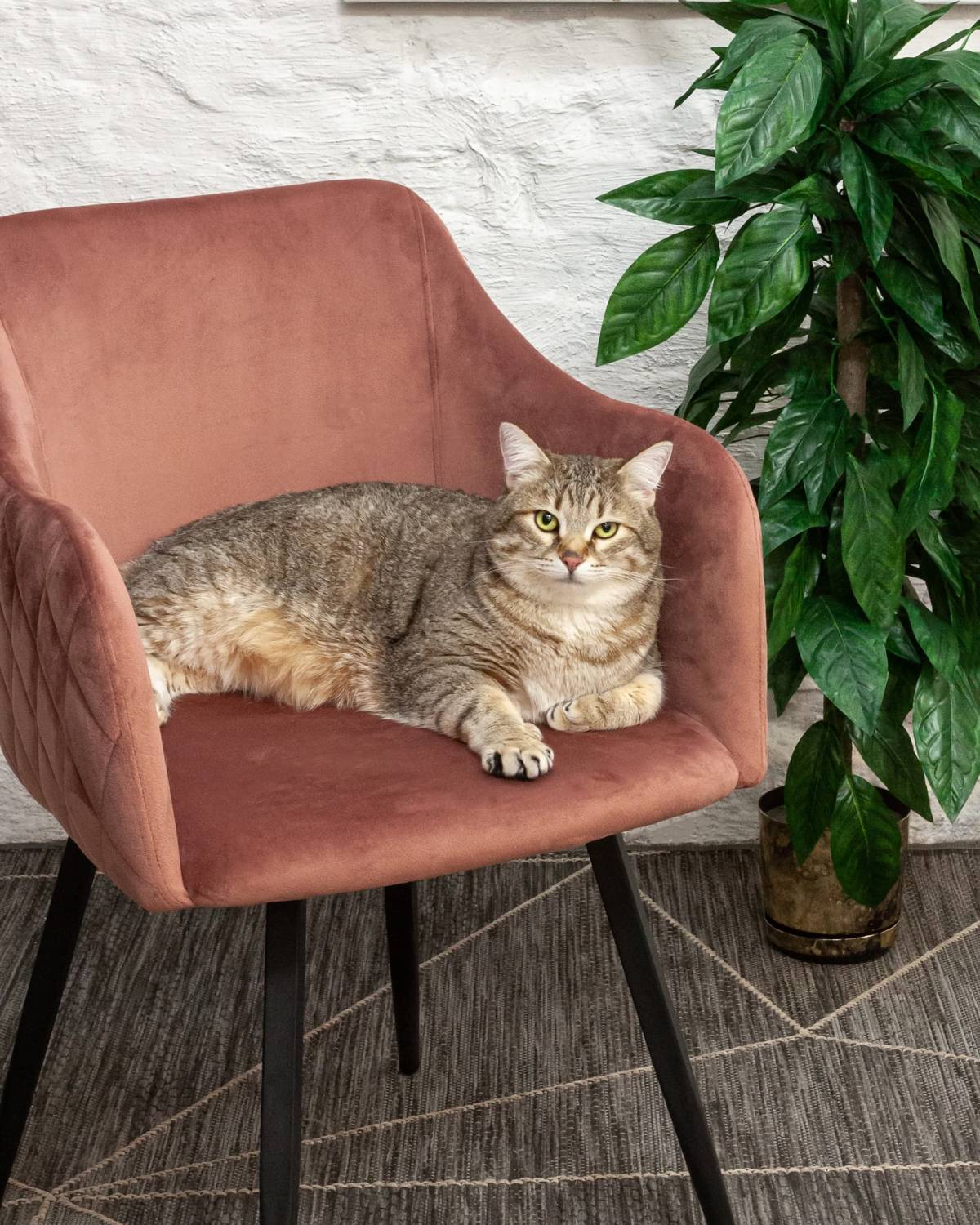 Обеденный стул Stool Group Ника MC66-5F KD HLR-44