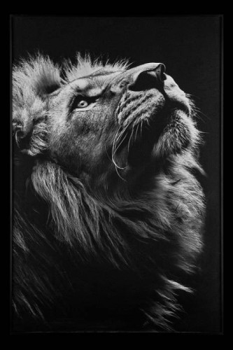 Картина настенная Teona Decor Lion TD145